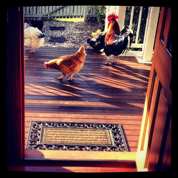 Well hello there chookies....