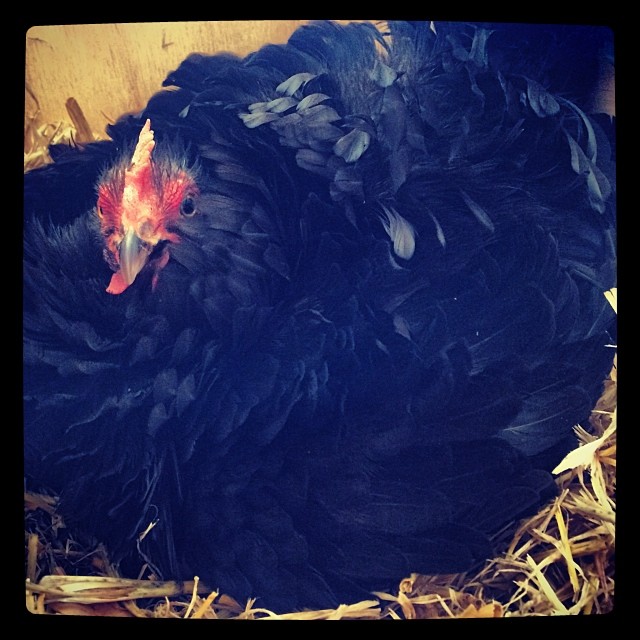Setting up home for Wonder Woman (our mummy chook) and her soon to hatch chicks . Two days to go. Fingers crossed!