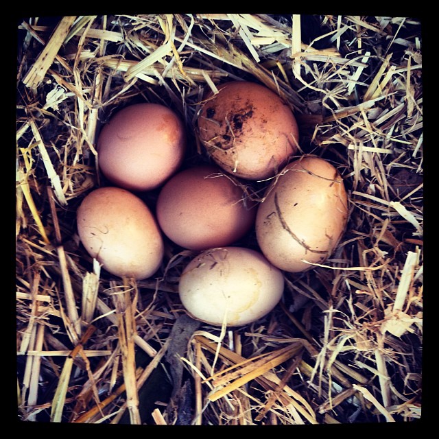 Day 2 Chick Hatching - 1 egg cracked 6 hopefuls