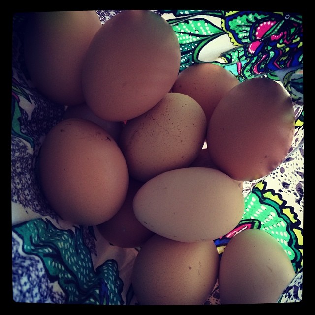 The hens have been BUSY xx