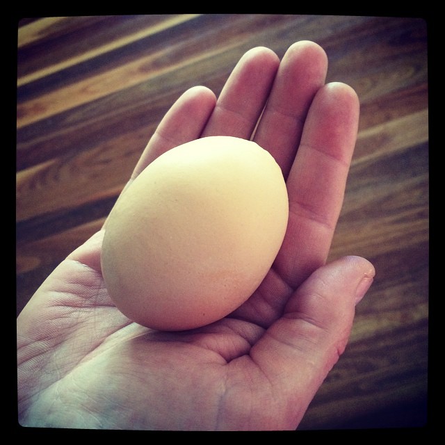 The hens are laying emu size eggs!