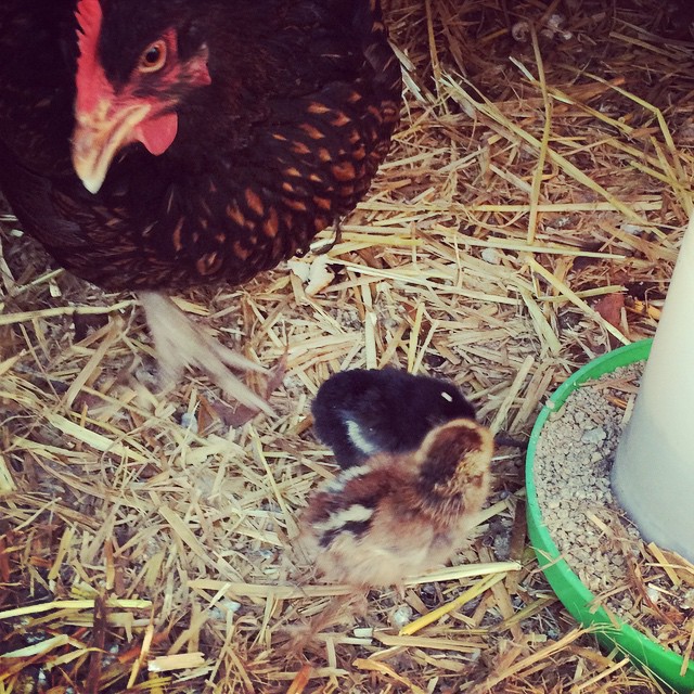 So excited on the acre today. We thought our sweet hen Rosette had gone to heaven BUT today she appears at home with these two cuties. We now have 22 chickens. I am officially the crazy chicken lady and love it!!