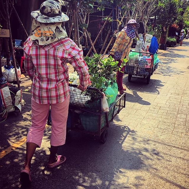 I went to the plant market today. You can hire a trolley and a person to push your trolley. They follow you and do all the heavy lifting