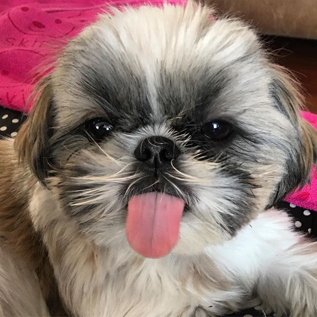 I think her tongue is getting bigger 🤣